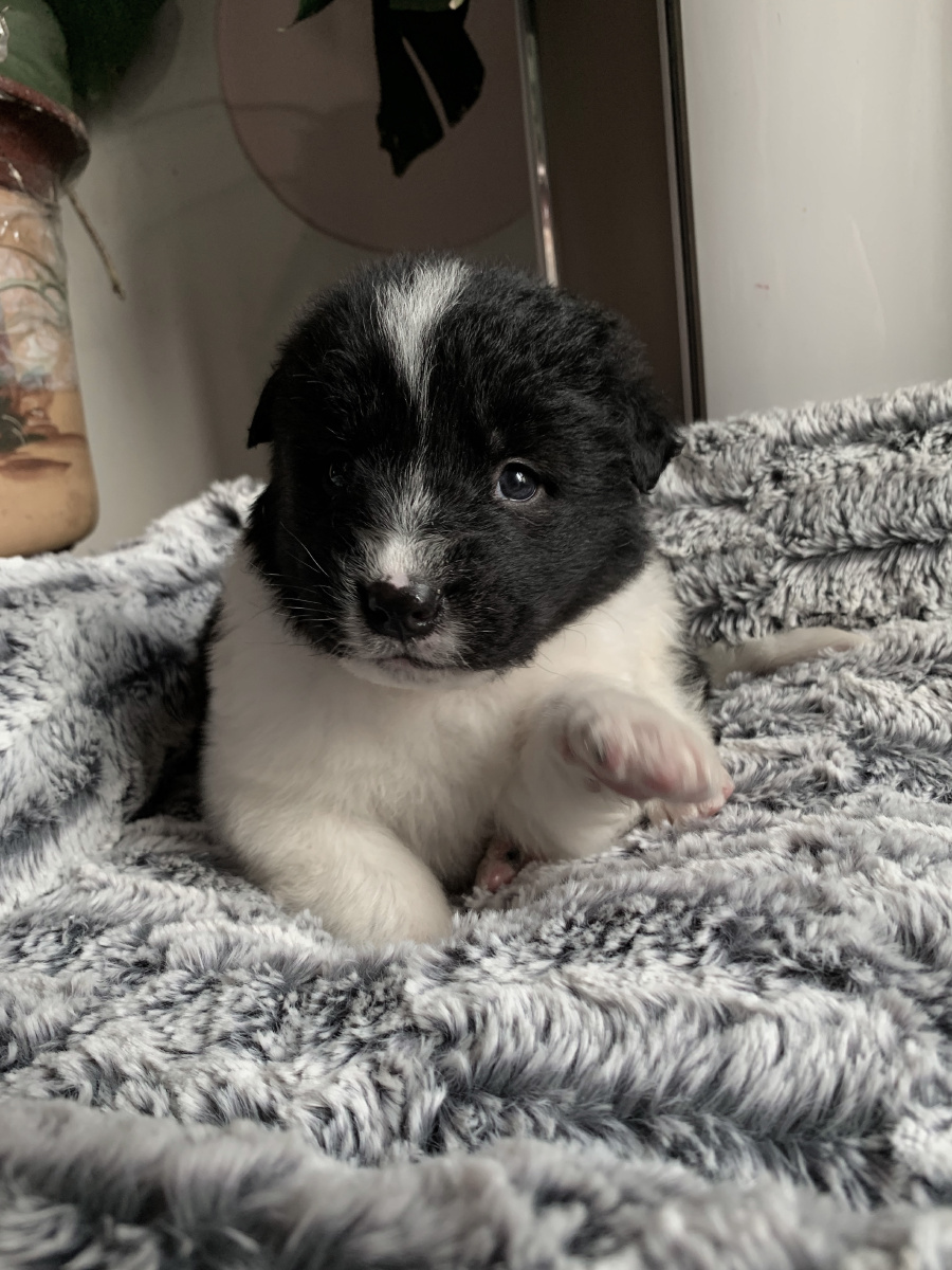 天山獒幼崽守护了天山千百年的哈萨克人牧羊犬别看现在软萌可爱长大了