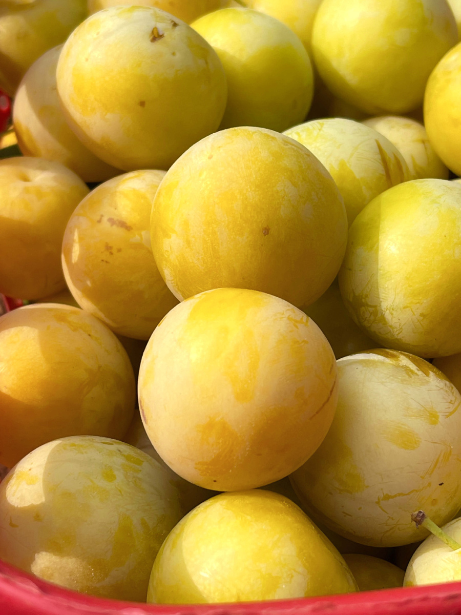 上山摘李子!超级甜! - 冰镇西瓜