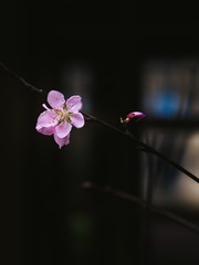 17074BD2-40ED-4171-B07D-6A9C498407ED/L0/001