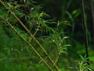 EFEA2B6B-11C6-4148-A5AE-A0FA902769A7/L0/001
