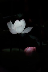 F1D91AF6-A402-42FD-9E68-1E934BA02699/L0/001