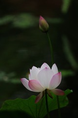 6C2B28FB-CE40-4EA3-9541-430EC772A1AE/L0/001