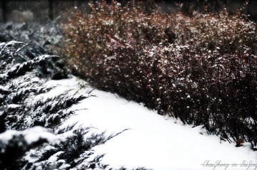 2011的雪