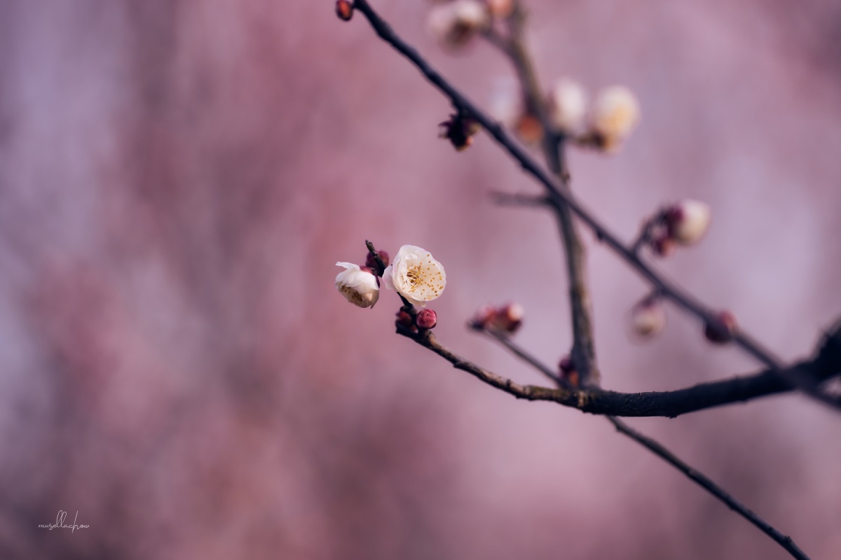春风送暖入屠苏