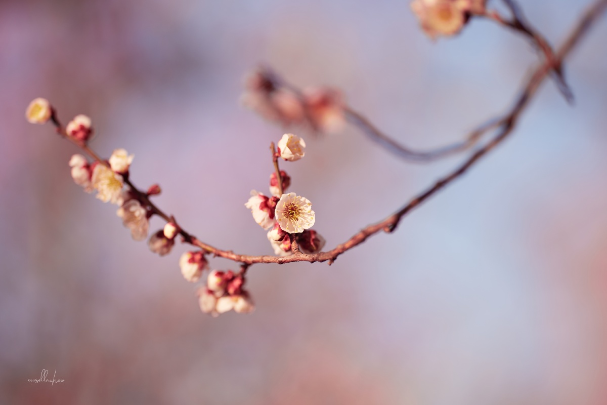 春风送暖入屠苏