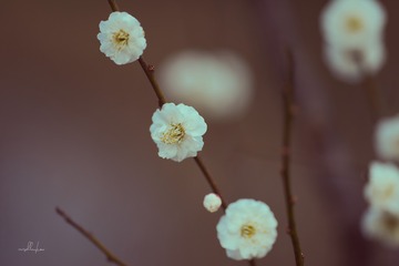 05549AB4-9F42-4A29-A40D-392095D575C3/L0/001