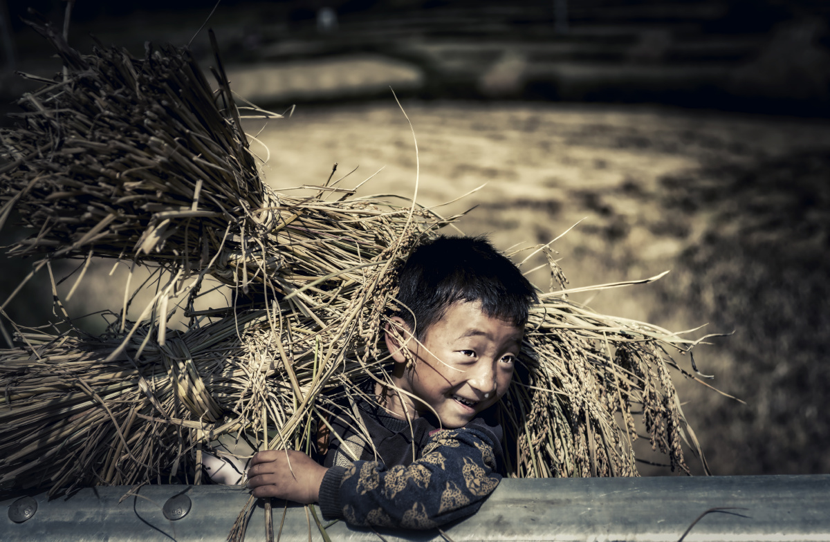 一个彝族小男孩背着自家丰收的稻谷笑开了怀.