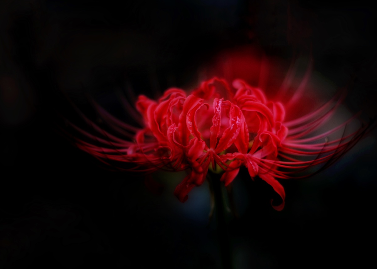 恶之花-曼珠沙华.