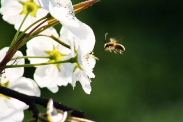 蜜蜂