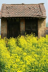 油菜花