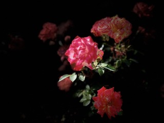 3C2307C0-01E7-41BC-82E2-A49026A1FD35/L0/001