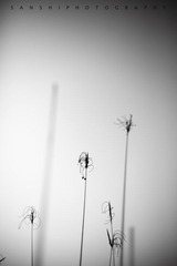 IMG_9911.jpg