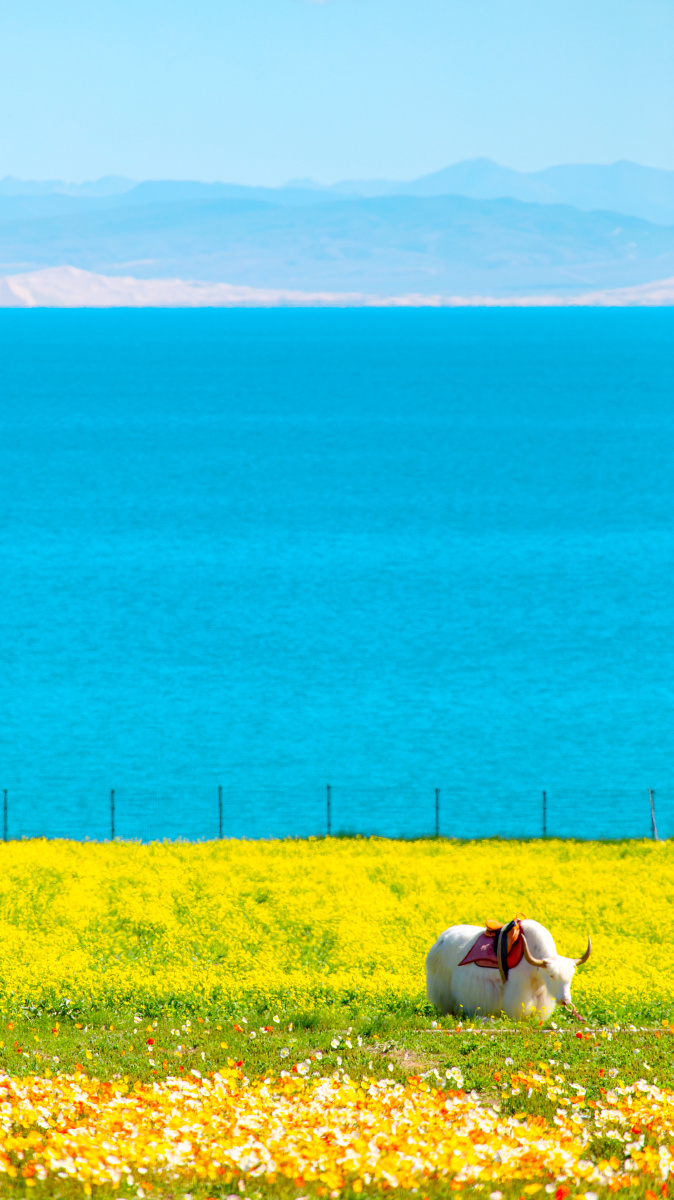 青海湖