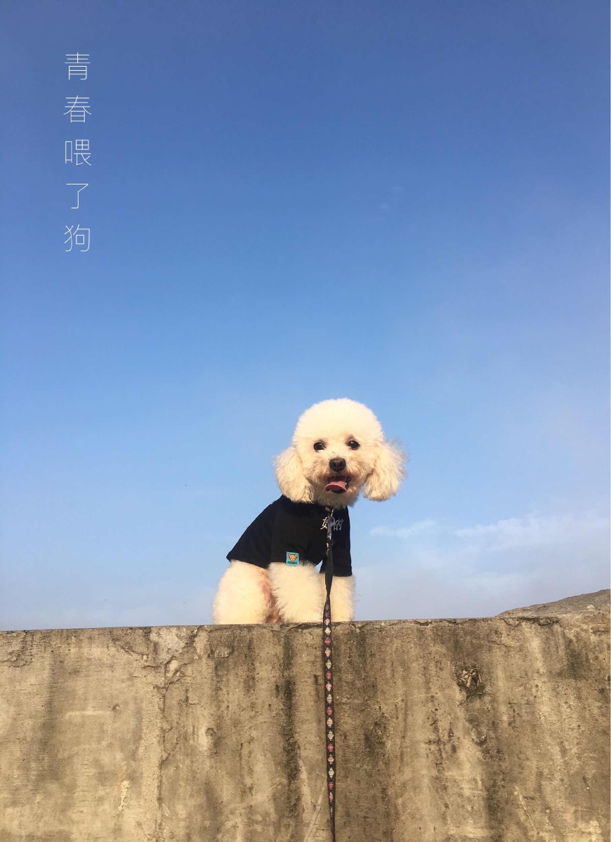 青春都喂了狗