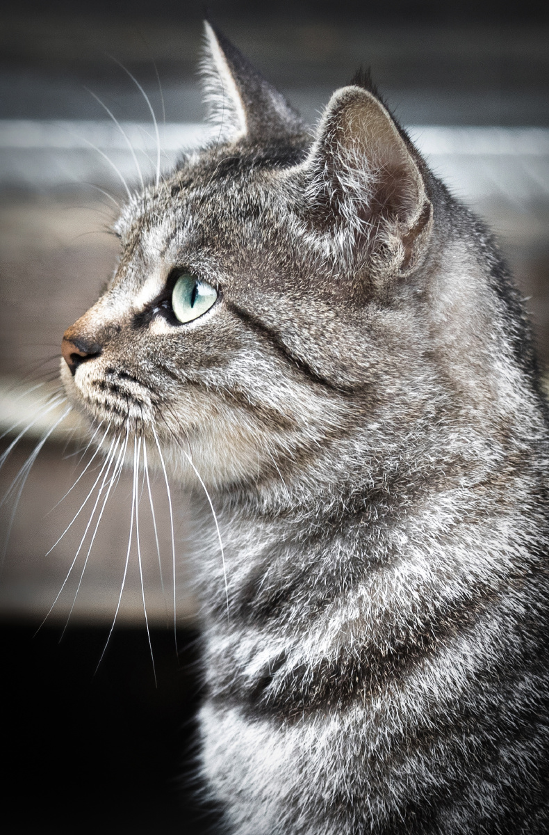 路遇可爱的小猫看它专注的眼神不知道在看什么喂也来看看我呀