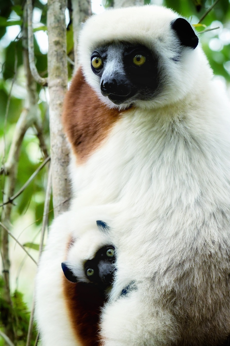 母爱马达加斯加