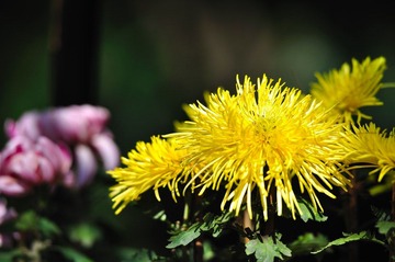DSC_0076.jpg