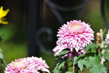 DSC_0077.jpg
