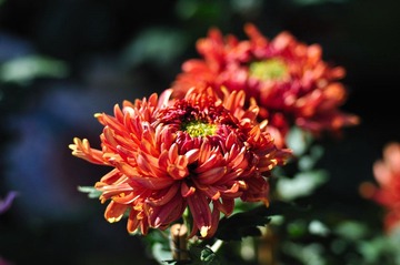 DSC_0089.jpg