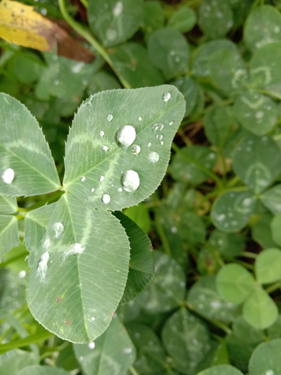 雨后小水珠颗颗晶莹剔透