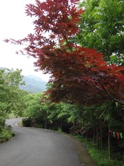 DSC00557.JPG
