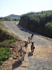 DSC00904.jpg