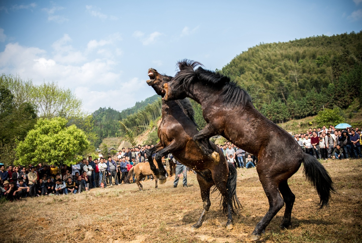 融水赶坡节的斗马