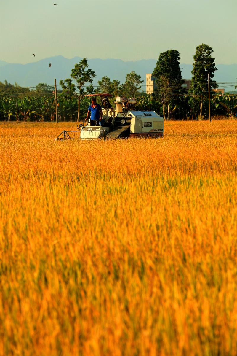 希望的田野丰收的时刻