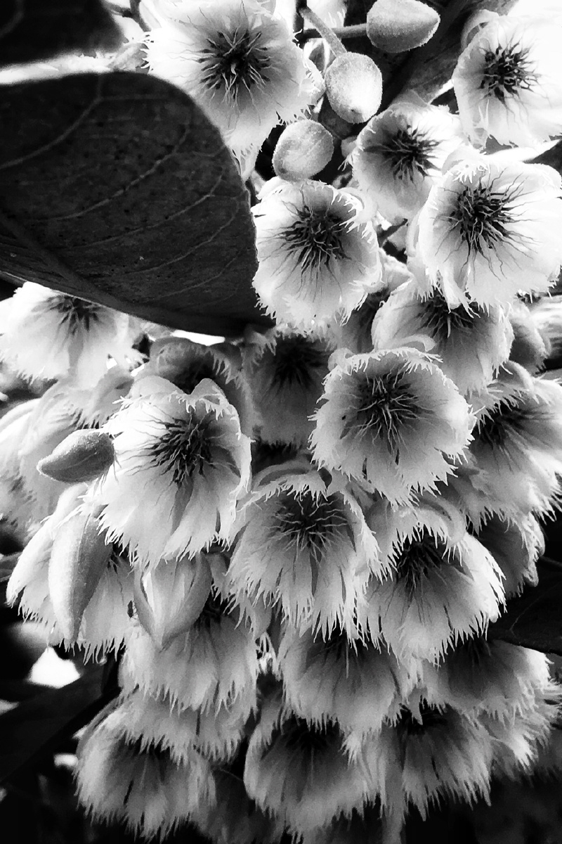 长芒杜英花美丽之花无限绽放