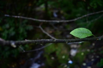 485082