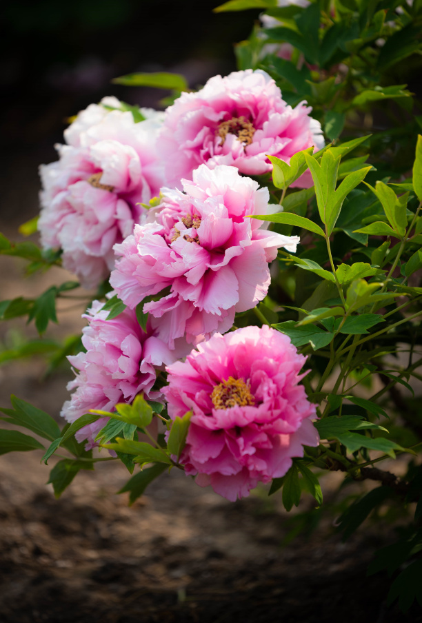 倾国倾城百媚千娇牡丹花下死做鬼也风流