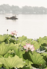 4 荷塘泛舟