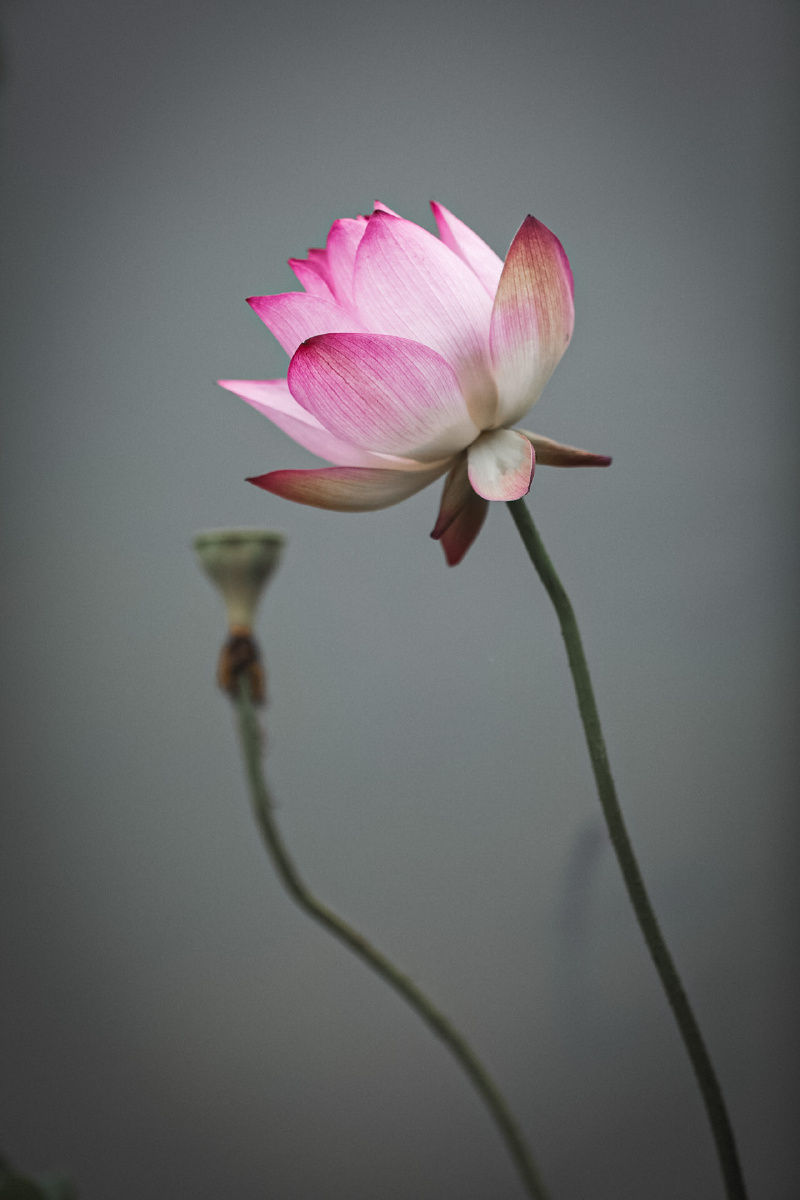 盛夏荷颜悦色荷花就像是炎炎夏季的一股清流年年开年年拍赏荷之余心境