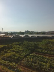 87066
