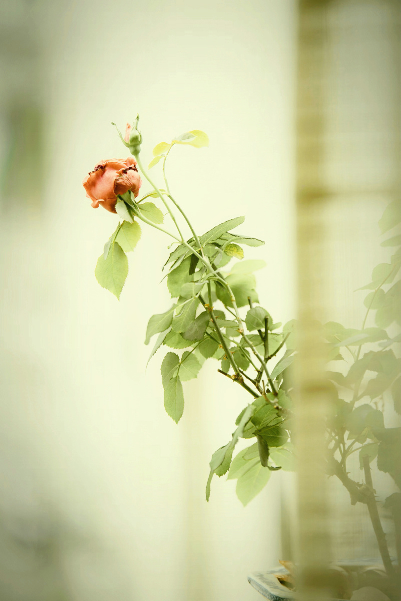 立夏窗前的月季花