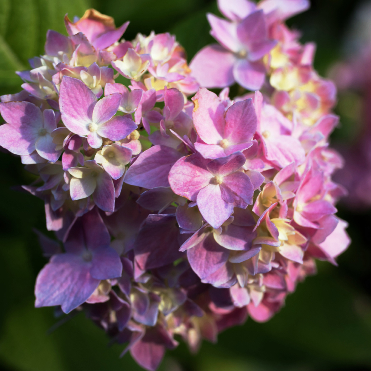 阳光下盛开的绣球花