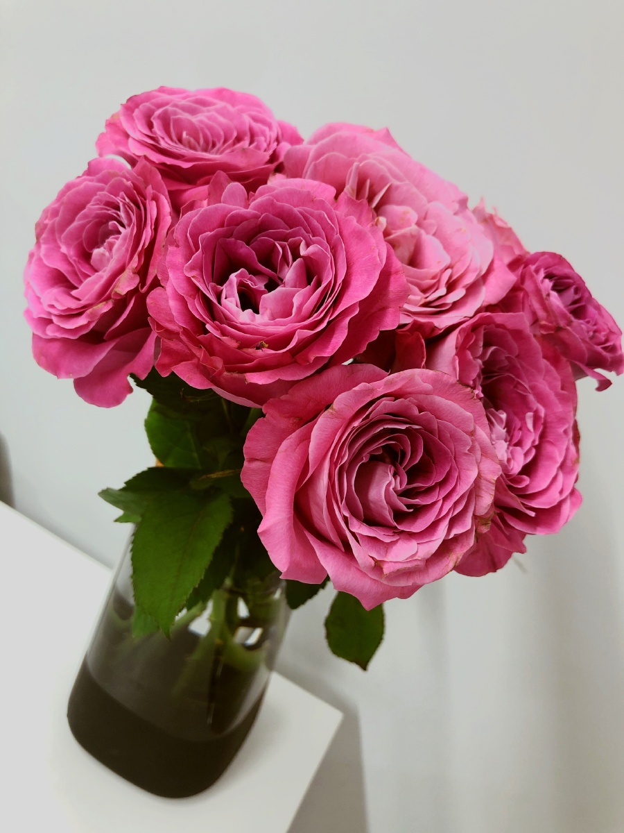 新拍玫瑰花花名长相思