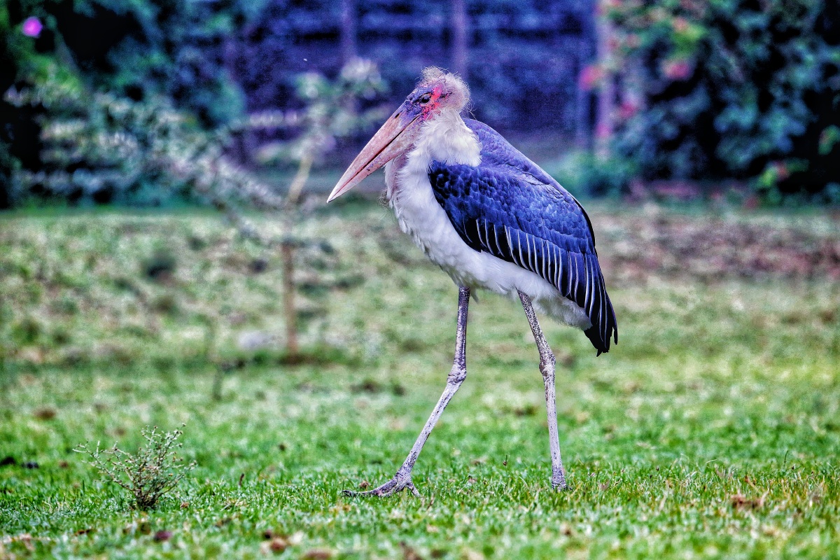 非洲秃鹳,俗称:垃圾鸟. - 爱好与学习 - 图虫