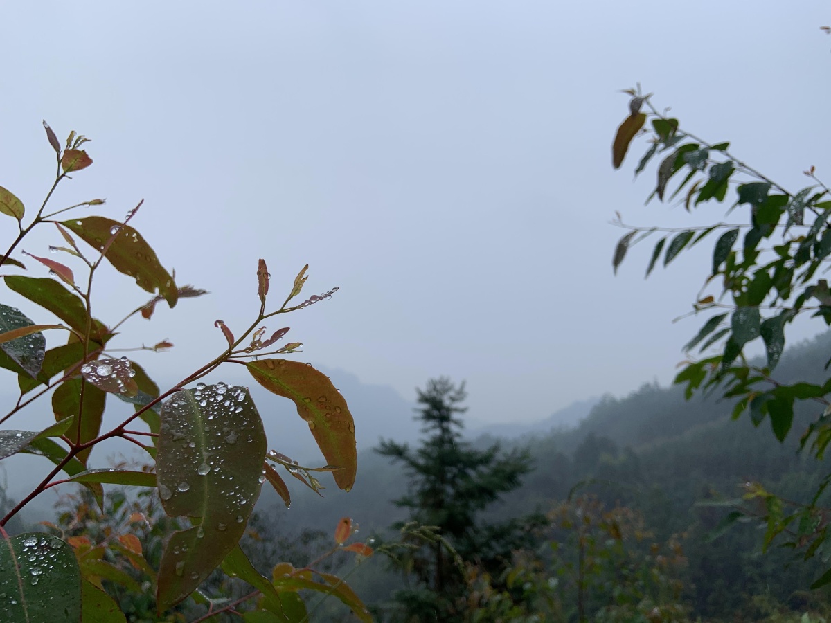 今天到山上玩突然下雨