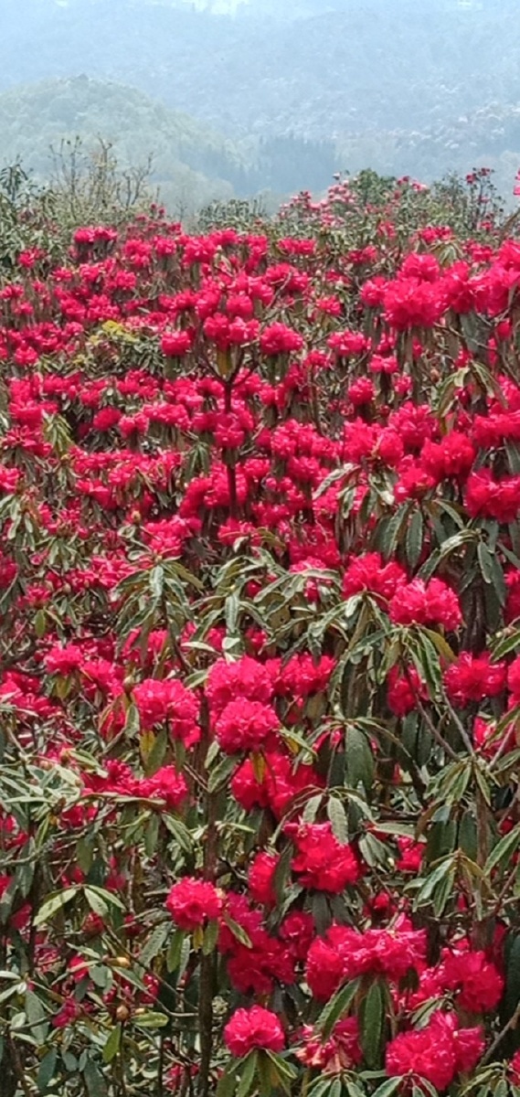 ↗红花配绿叶衬托出花的骄艳