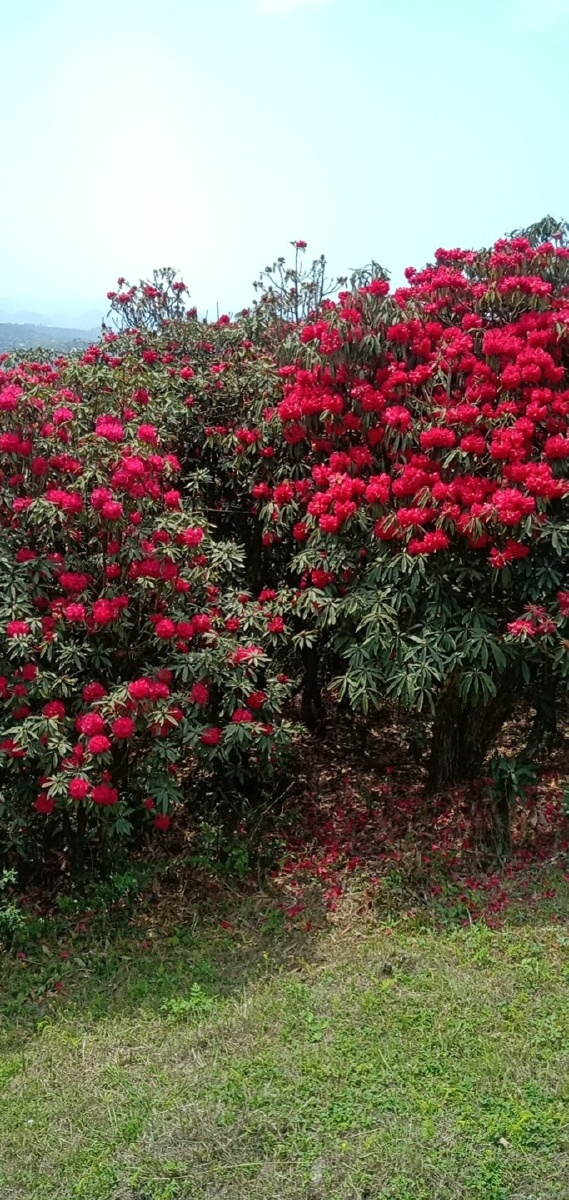 ↗红花配绿叶衬托出花的骄艳