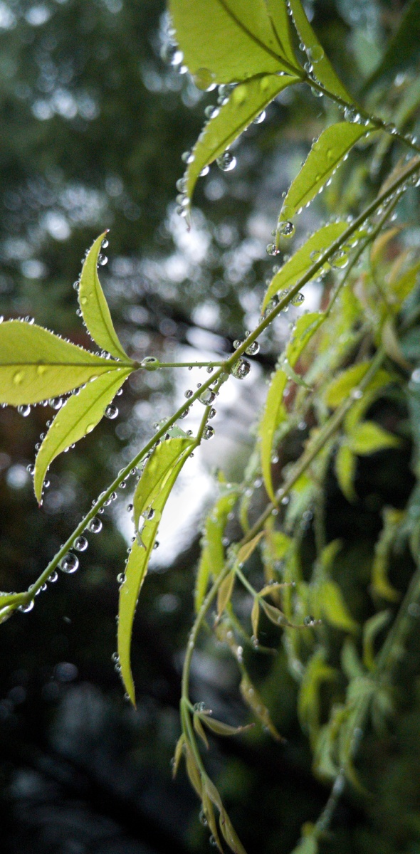 雨后的叶子