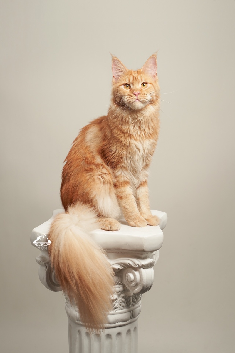 缅因猫复古肖像 - 太空狗宠物摄影 - 图虫
