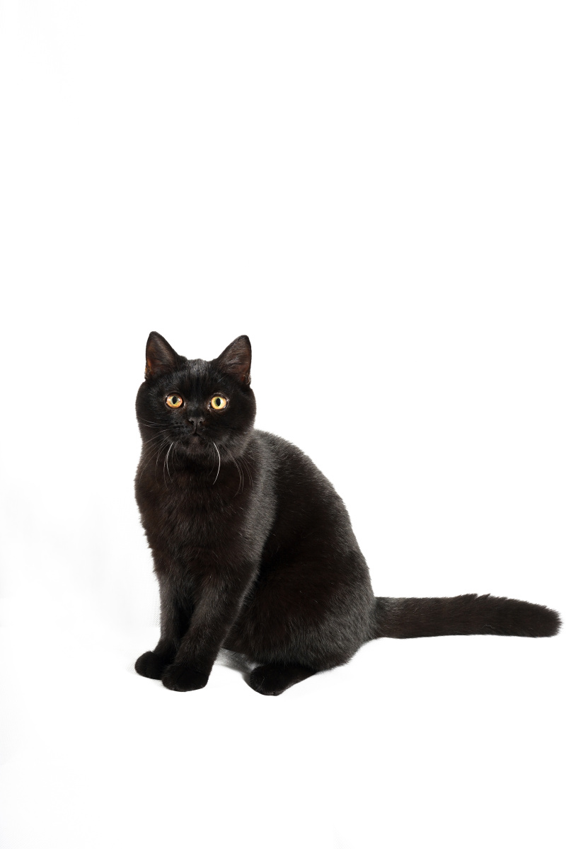 黑猫肖像