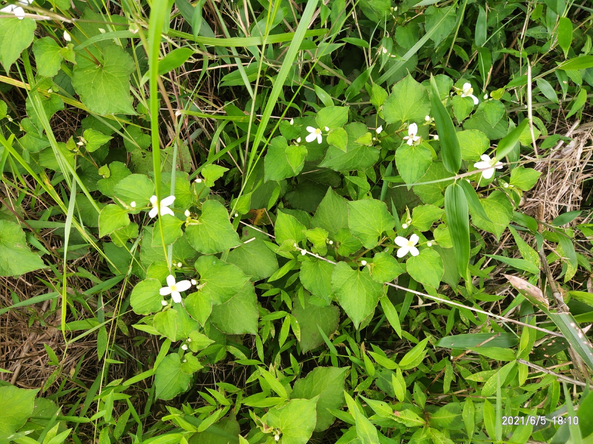 乡村田园杂花杂草