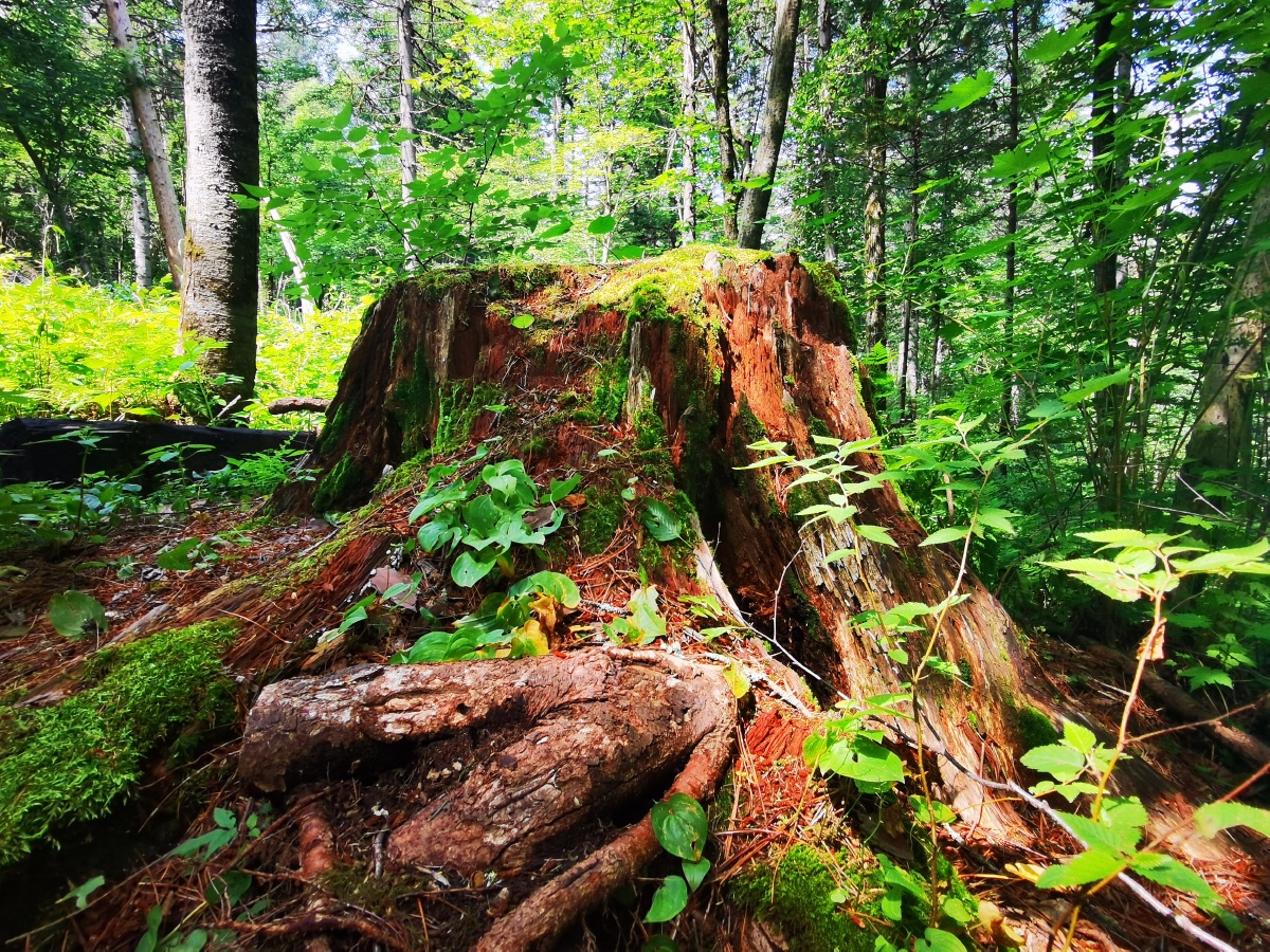打卡黑龙江原始森林原相机拍摄无制作