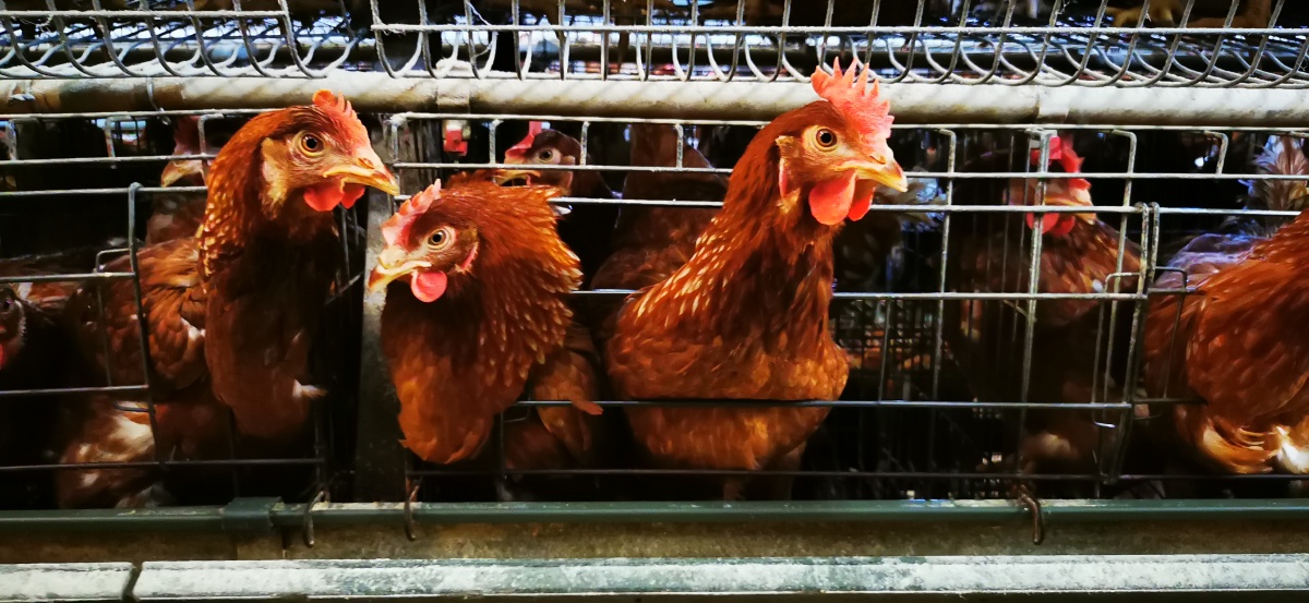 海兰褐蛋鸡,初产蛋鸡,冠红毛亮