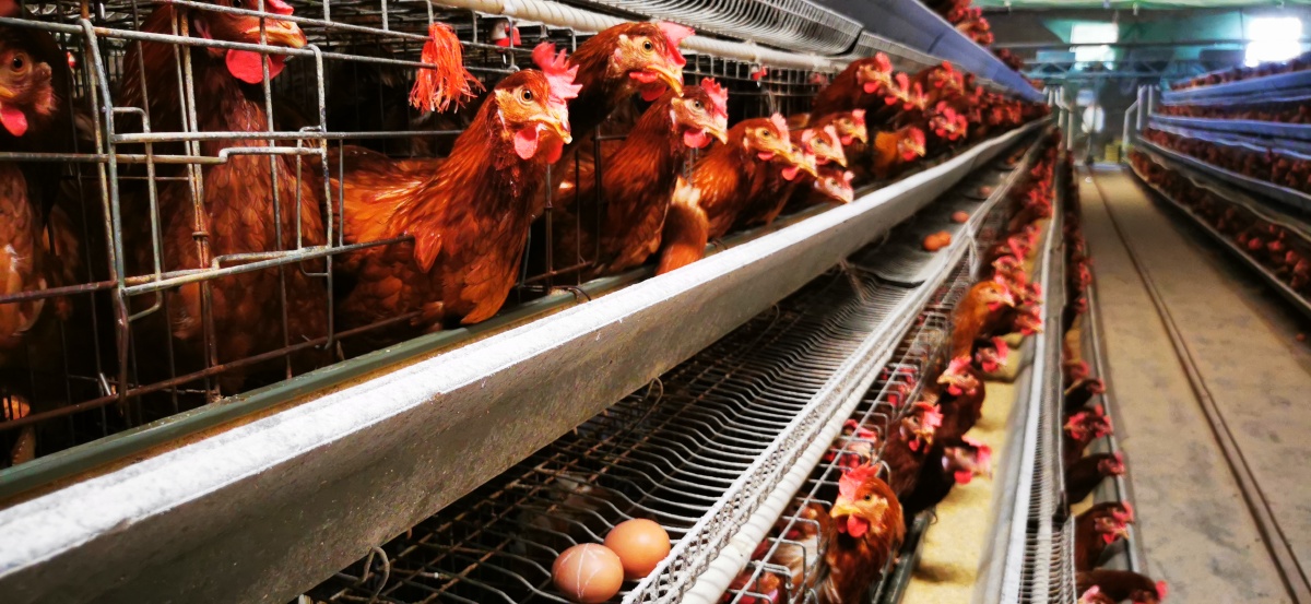 海兰褐蛋鸡,初产蛋鸡,冠红毛亮