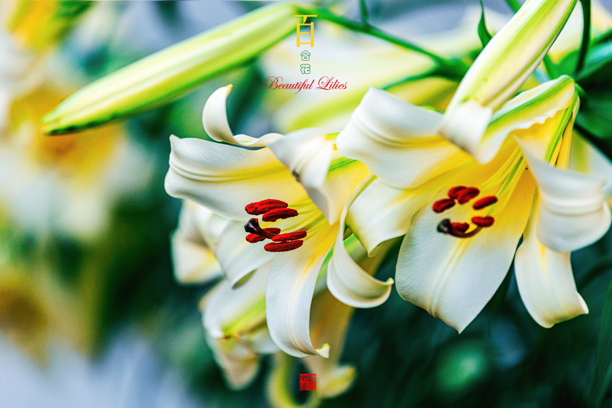 有史料记载,宜昌百合1892年命名,迄今已有128年. 20