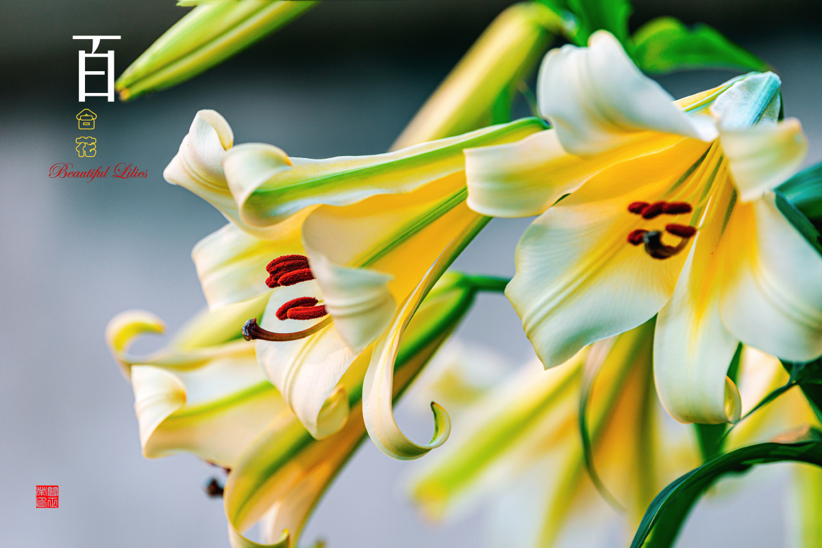 云裳仙子 宜昌百合 在我的家乡湖北宜昌,有一种名扬四海的花,它就是